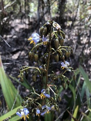 Dianella