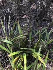 Dianella