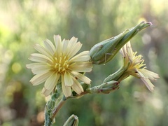 Lactuca