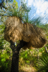 Xanthorrhoea preissii
