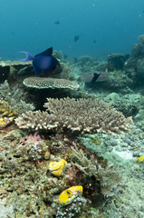 Odonus niger