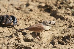 Emberiza sahari