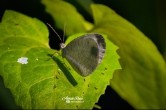 Leptosia nina