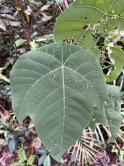 Macaranga bancana
