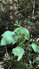 Macaranga bancana