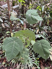 Macaranga bancana