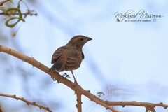 Emberiza sahari