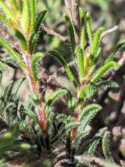 Pultenaea daltonii