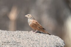 Emberiza sahari