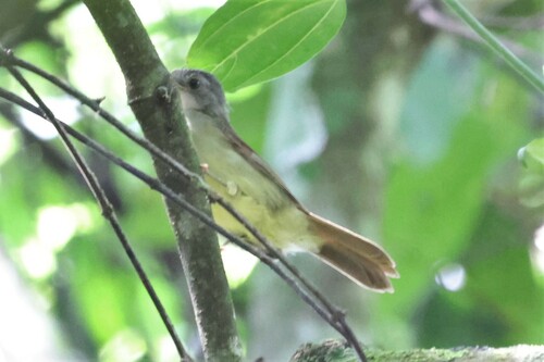White-throated Greenbul (Phyllastrephus albigularis), photo 7