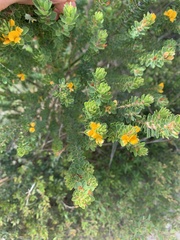 Pultenaea tuberculata