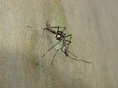 Toxorhynchites speciosus