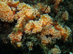 Aplidium benhami