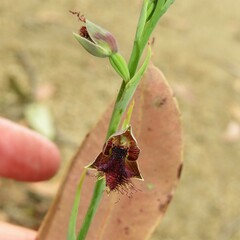 Calochilus therophilus