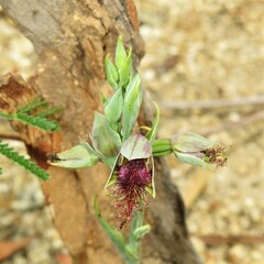 Calochilus therophilus