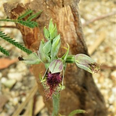 Calochilus therophilus