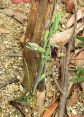 Calochilus therophilus