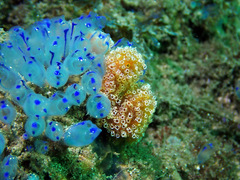 Clavelina australis