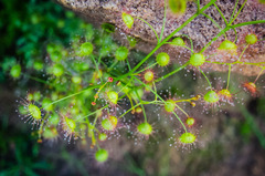 Drosera hirsuta