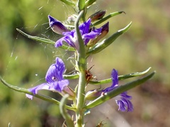 Stemodia florulenta