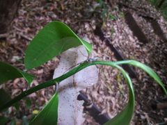 Tetragnatha laboriosa