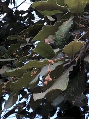 Quercus rugosa