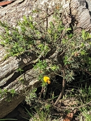 Pultenaea daltonii