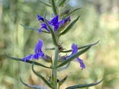 Stemodia florulenta