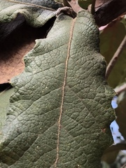 Quercus rugosa