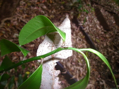Tetragnatha laboriosa