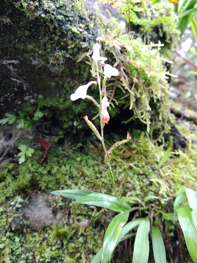 Disa saxicola