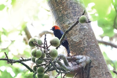 Red-headed Malimbe (Malimbus rubricollis), photo 3