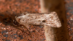 Spodoptera mauritia
