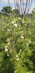 Clematis villosa stanleyi
