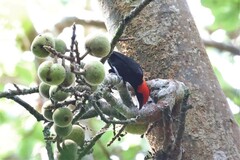 Malimbus rubricollis