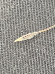 Austrostipa curticoma