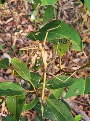 Anchiale austrotessulata