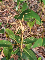 Anchiale austrotessulata