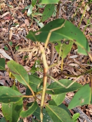 Anchiale austrotessulata