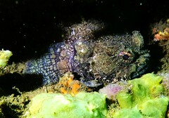 Batrachomoeus dubius