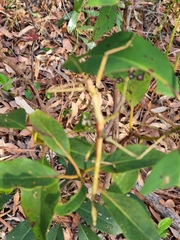 Anchiale austrotessulata