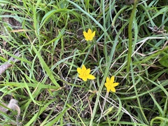Hypoxis hygrometrica