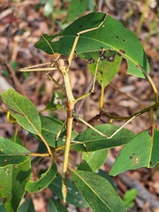 Anchiale austrotessulata