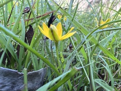 Hypoxis hygrometrica