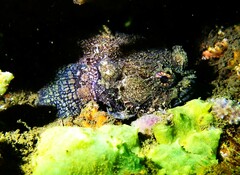Batrachomoeus dubius