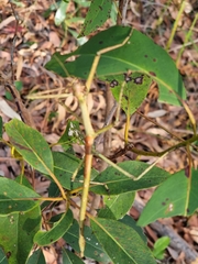 Anchiale austrotessulata