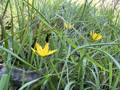 Hypoxis hygrometrica