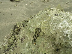 Acanthopleura gemmata