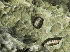 Acanthopleura gemmata