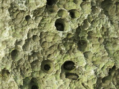 Acanthopleura gemmata